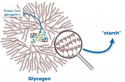 Glycogen molecule image