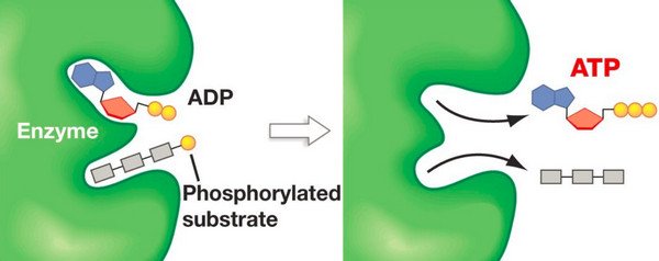 SUBSTRATE LEVEL PHOSPHORYLATION