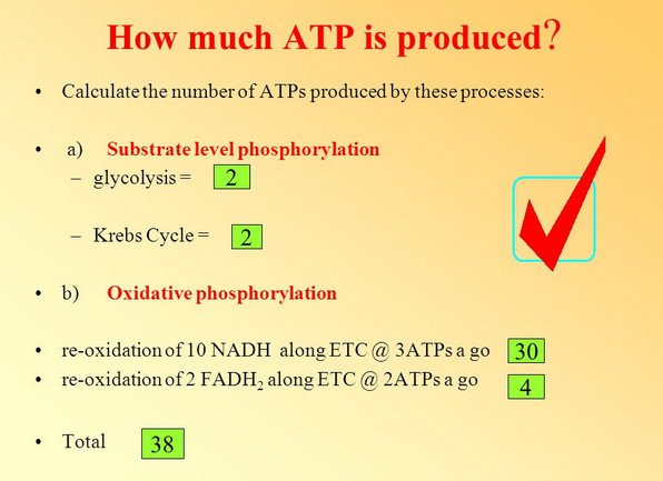 atps nadh glycolysis krebs