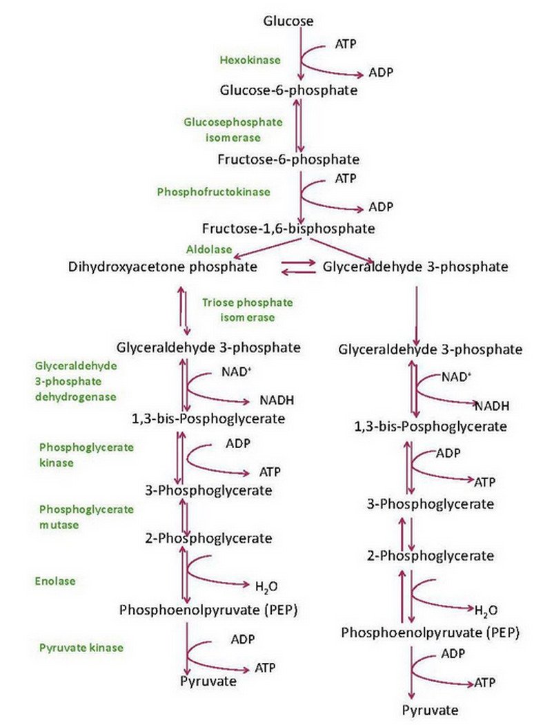 Image result for glycolysis