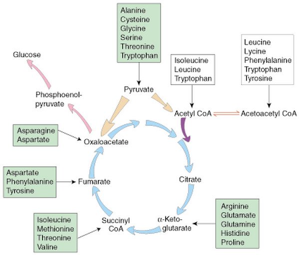 Gluconeogenesis Chart