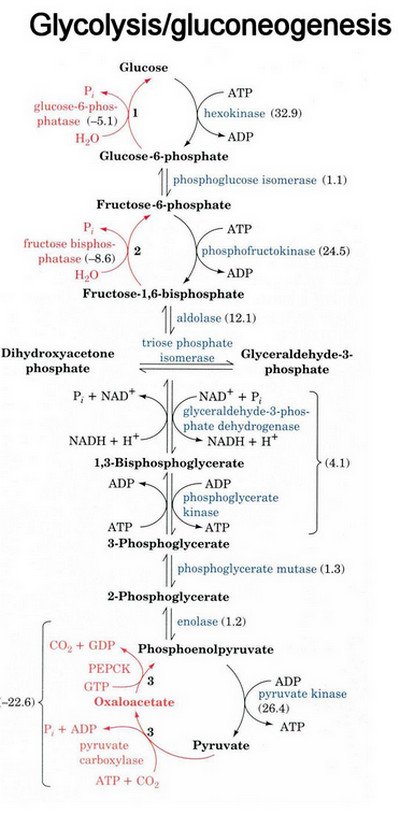 Gluconeogenesis Chart