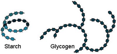 Branched glycogen vs. linear starch picture
