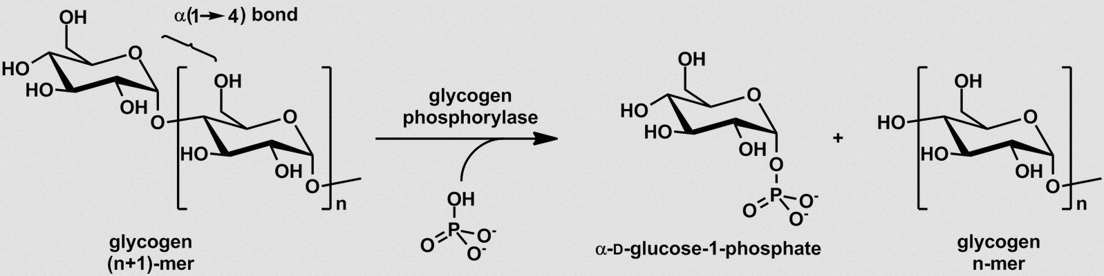 Glycogen phosphorylase photo