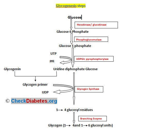 Glycogenesis steps PATHWAY