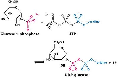 synthesis of UDP glucose image
