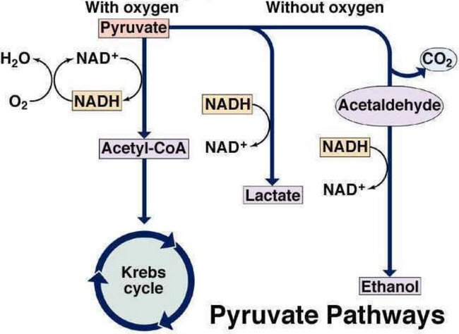 Glycolysis Chart