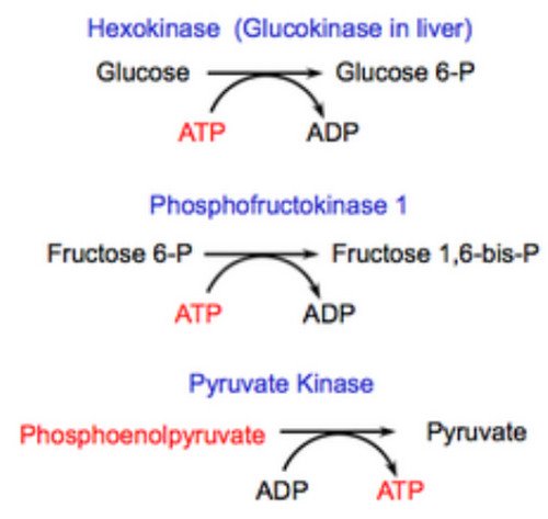 Glycolysis Chart With Enzymes