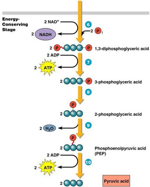 Glycolysis Chart