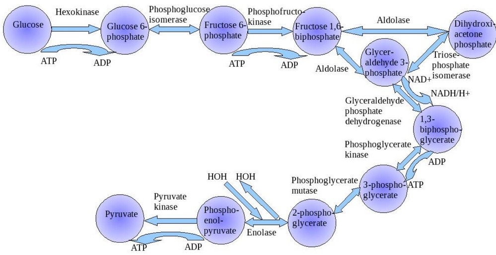 Glycolysis Chart With Enzymes