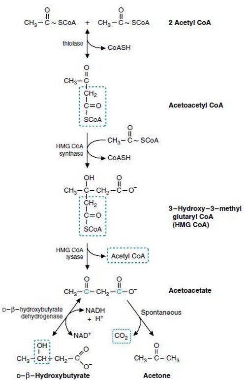 Ketogenic pathway image