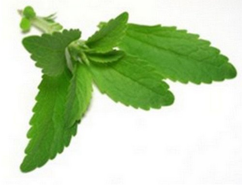 An image of a stevia plant, a natural sweetener.photo